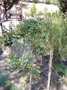 ЯБЛОНЯ САХАЛИНСКАЯ