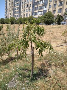 ЯБЛОНЯ САХАЛИНСКАЯ