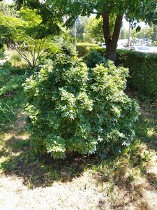 ЯСЕНЬ ШАРОВИДНЫЙ НАНА ЯСЕНЬ ШАРОВИДНЫЙ НАНА