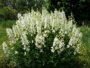 ЯСЕНЕЦ БЕЛЫЙ, НЕОПАЛИМАЯ КУПИНА, БАДЬЯН ДИКИЙ, ОГОНЬ-ТРАВА