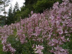 ЯСЕНЕЦ БЕЛЫЙ, НЕОПАЛИМАЯ КУПИНА, БАДЬЯН ДИКИЙ, ОГОНЬ-ТРАВА