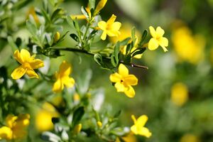 ЖАСМИН ГОЛОЦВЕТКОВЫЙ, ЖАСМИН ЗИМНИЙ