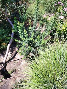 ЖАСМИН ГОЛОЦВЕТКОВЫЙ, ЖАСМИН ЗИМНИЙ